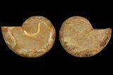 Cut & Polished, Agatized Ammonite Fossil- Jurassic #110760-1